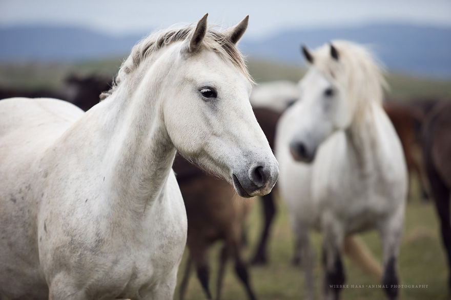 I Photographed Wild Horses Finding Peace On The Wild Side I Photographed Wild Horses Finding Peace On The Wild Side