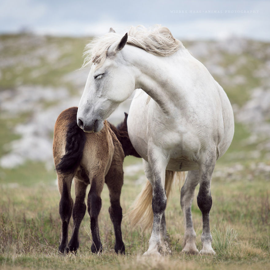 I Photographed Wild Horses Finding Peace On The Wild Side
