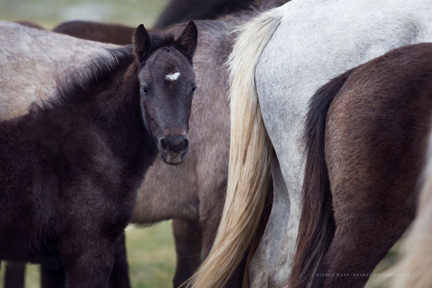 I Photographed Wild Horses Finding Peace On The Wild Side