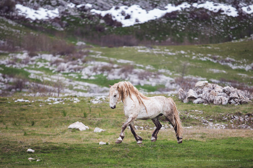 I Photographed Wild Horses Finding Peace On The Wild Side