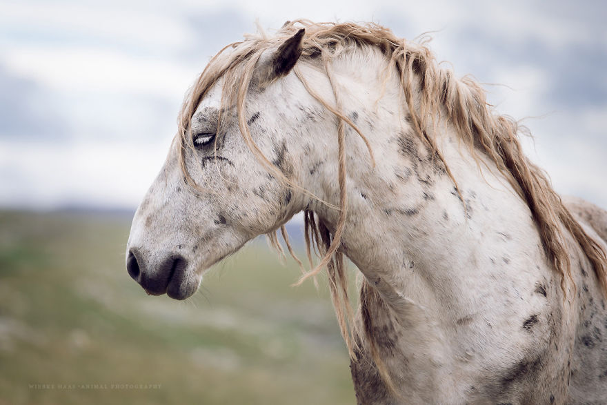I Photographed Wild Horses Finding Peace On The Wild Side I Photographed Wild Horses Finding Peace On The Wild Side
