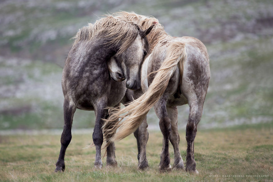 I Photographed Wild Horses Finding Peace On The Wild Side I Photographed Wild Horses Finding Peace On The Wild Side