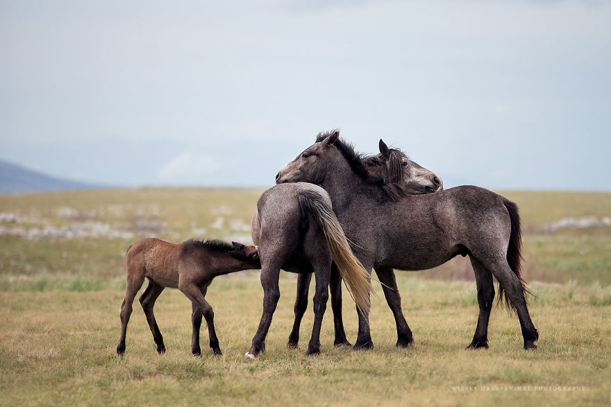 I Photographed Wild Horses Finding Peace On The Wild Side