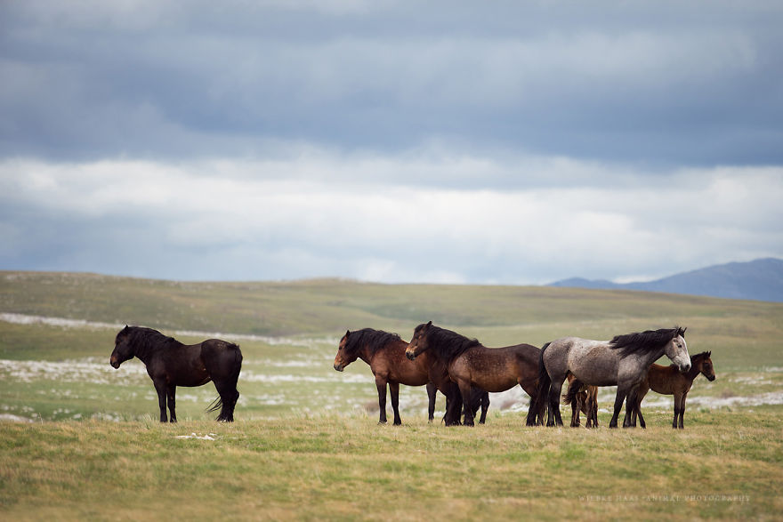 I Photographed Wild Horses Finding Peace On The Wild Side I Photographed Wild Horses Finding Peace On The Wild Side