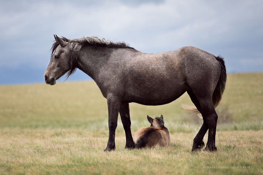 I Photographed Wild Horses Finding Peace On The Wild Side