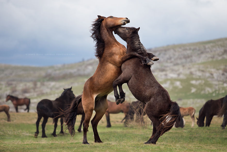 I Photographed Wild Horses Finding Peace On The Wild Side