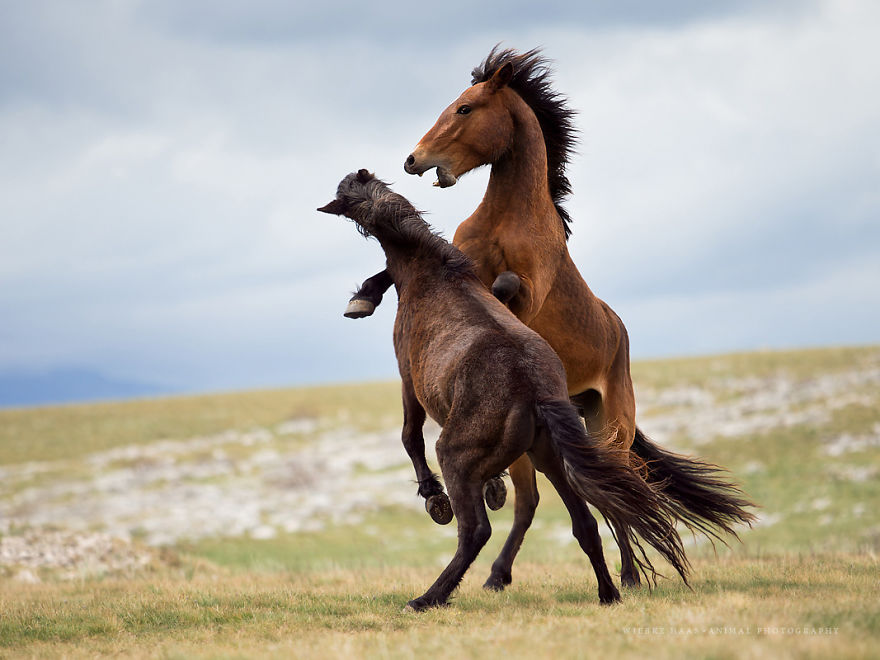 I Photographed Wild Horses Finding Peace On The Wild Side I Photographed Wild Horses Finding Peace On The Wild Side