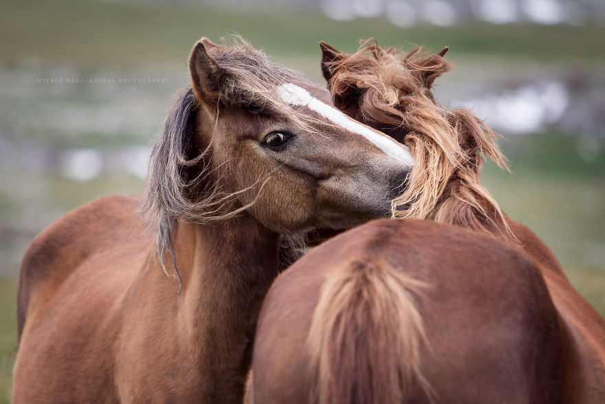 I Photographed Wild Horses Finding Peace On The Wild Side I Photographed Wild Horses Finding Peace On The Wild Side