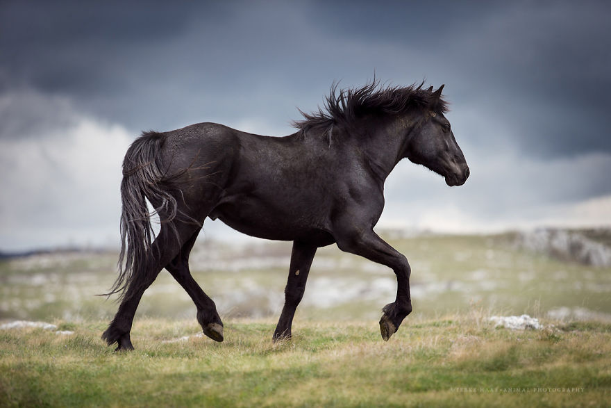 I Photographed Wild Horses Finding Peace On The Wild Side