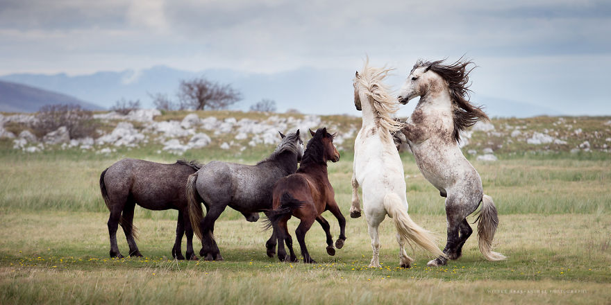 I Photographed Wild Horses Finding Peace On The Wild Side