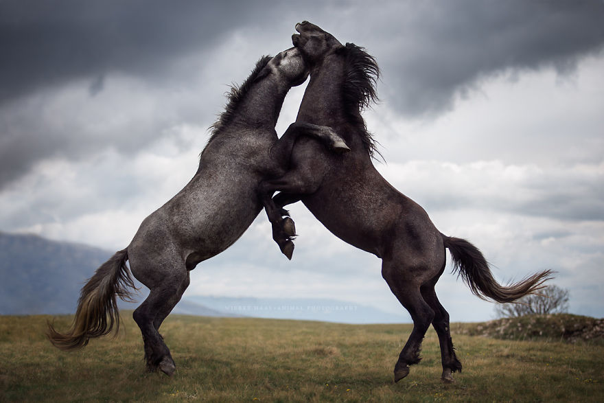 I Photographed Wild Horses Finding Peace On The Wild Side I Photographed Wild Horses Finding Peace On The Wild Side