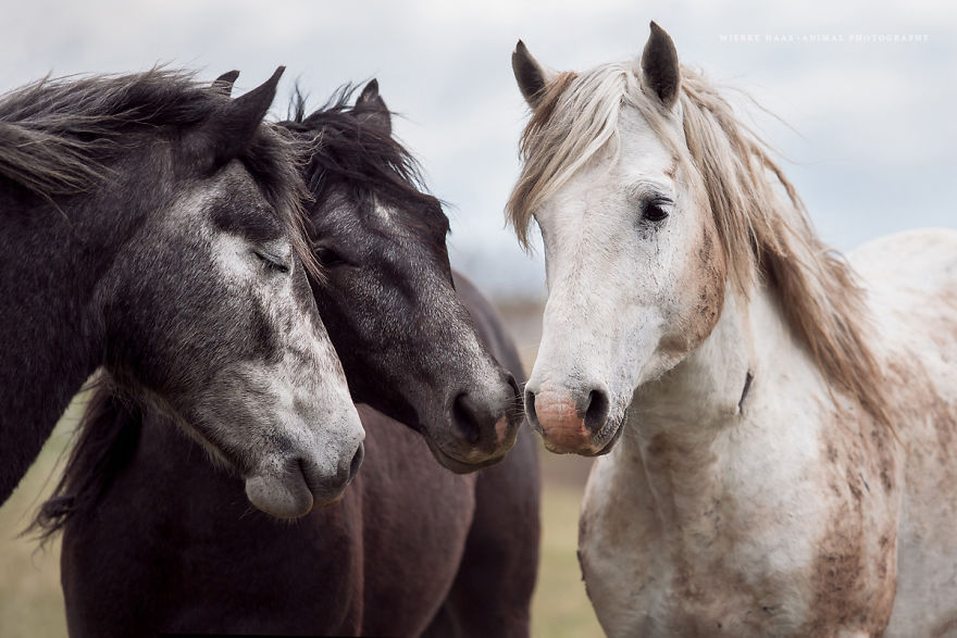 I Photographed Wild Horses Finding Peace On The Wild Side