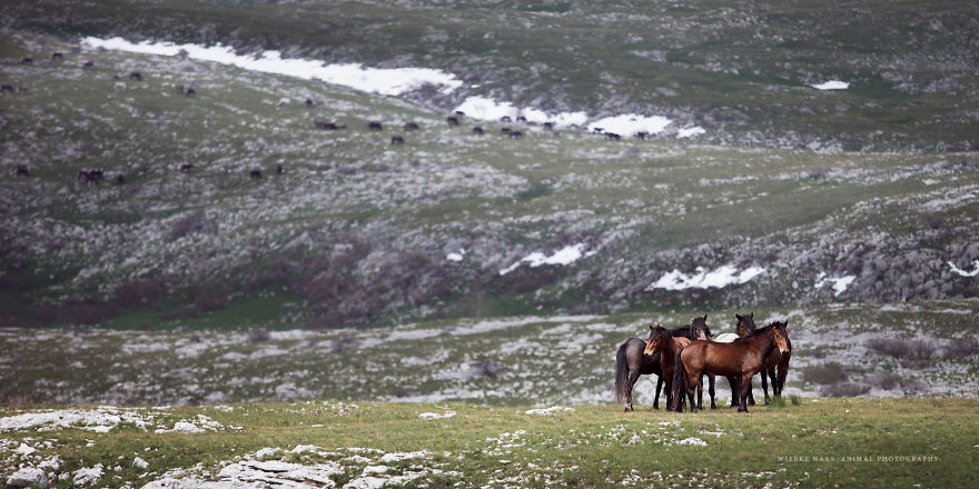 I Photographed Wild Horses Finding Peace On The Wild Side