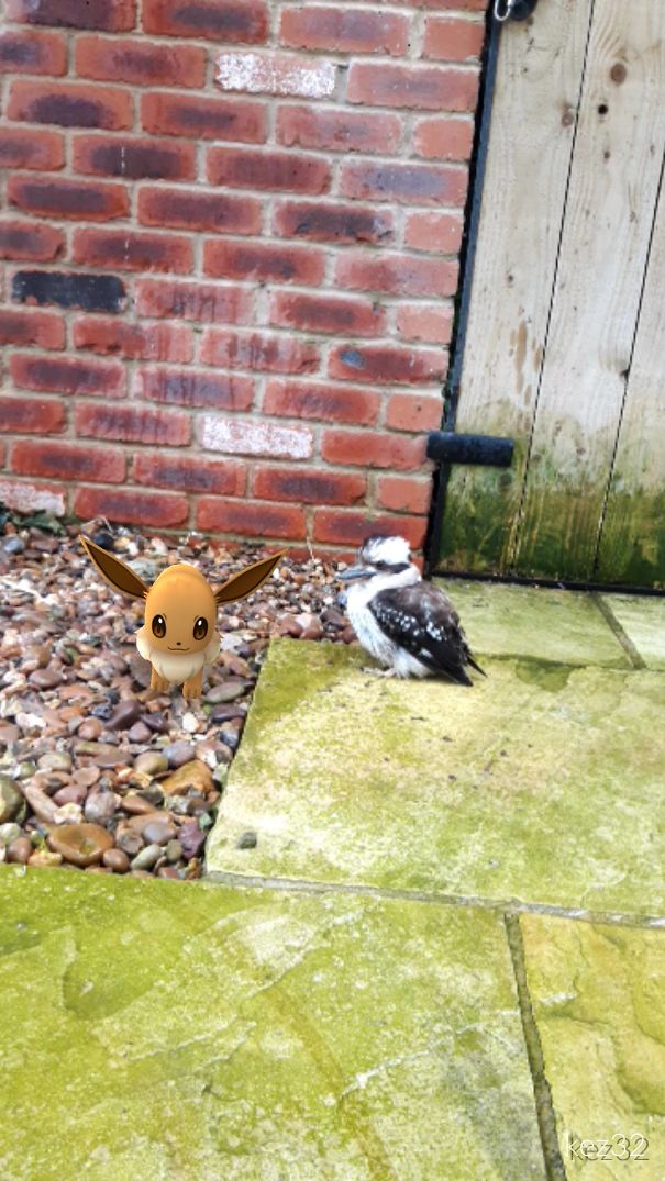 Pet bird next to Eevee from Pokémon Go on a stone patio, suggesting pets see Pokémon.