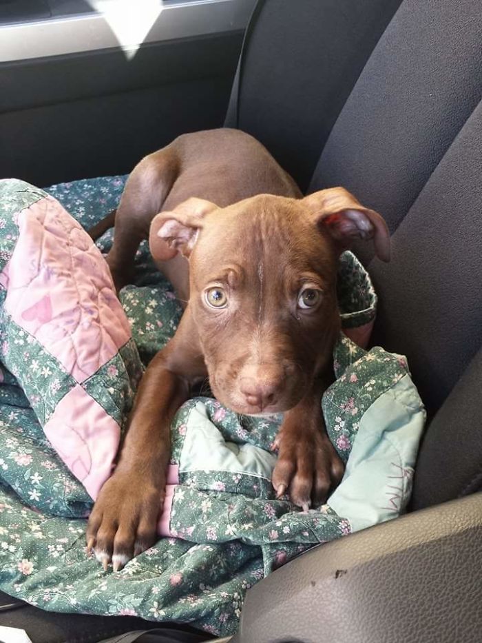 My Willow The Day I Adopted Her From A Rescue Group