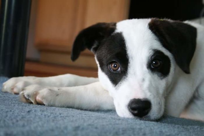 First Day Being In A Real Home And Not A Kennel!