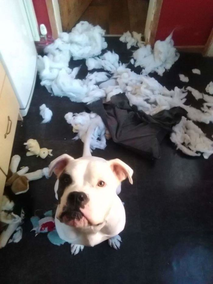 Lenin. Also Known As Thuglet. Thankfully Hes Now Grown Out Of Bed Shredding