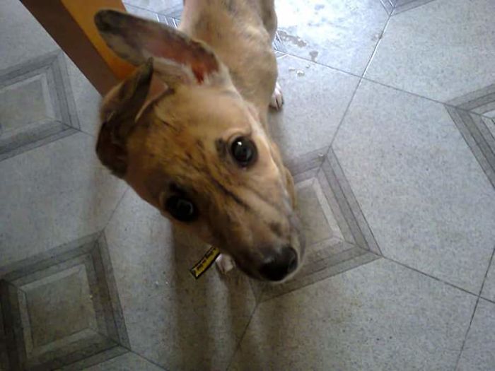 I Was Supposed To Be Her Foster Mom For A Few Weeks. But It Was Love At First Sight.