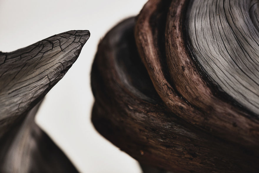 I Spent 2 Years Capturing The Beauty Of Bonsai Trees