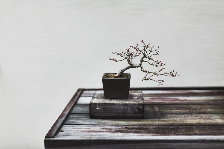 I Spent 2 Years Capturing The Beauty Of Bonsai Trees I Spent 2 Years Capturing The Beauty Of Bonsai Trees