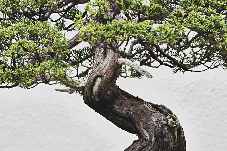 I Spent 2 Years Capturing The Beauty Of Bonsai Trees I Spent 2 Years Capturing The Beauty Of Bonsai Trees