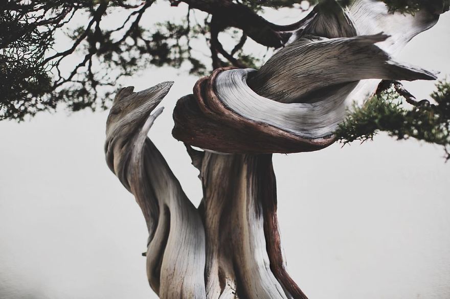 I Spent 2 Years Capturing The Beauty Of Bonsai Trees I Spent 2 Years Capturing The Beauty Of Bonsai Trees