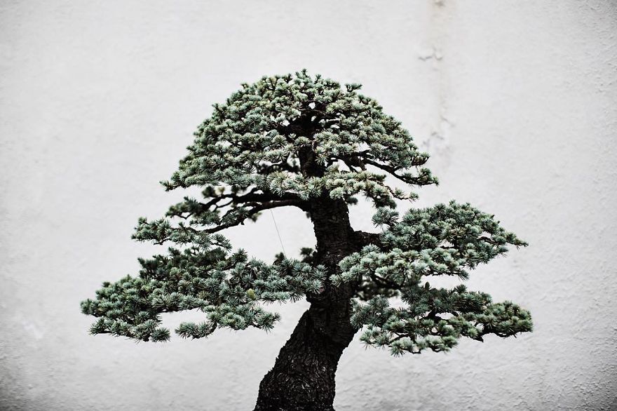 I Spent 2 Years Capturing The Beauty Of Bonsai Trees I Spent 2 Years Capturing The Beauty Of Bonsai Trees