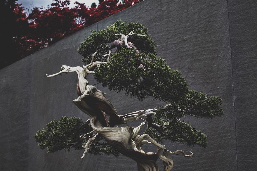 I Spent 2 Years Capturing The Beauty Of Bonsai Trees