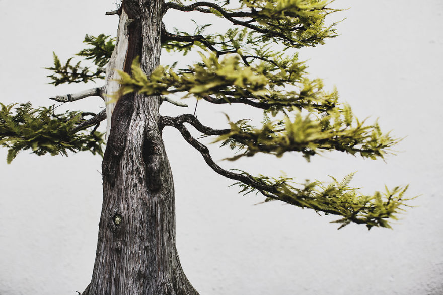 I Spent 2 Years Capturing The Beauty Of Bonsai Trees I Spent 2 Years Capturing The Beauty Of Bonsai Trees