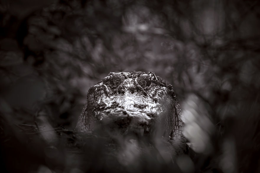 In The Hall Of The Swamp King And Other Tales From The Everglades