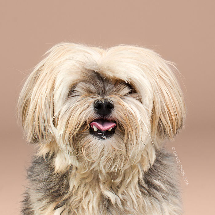 Dogs Before And After Their Haircuts (16 Pics) Dogs Before And After Their Haircuts (16 Pics)