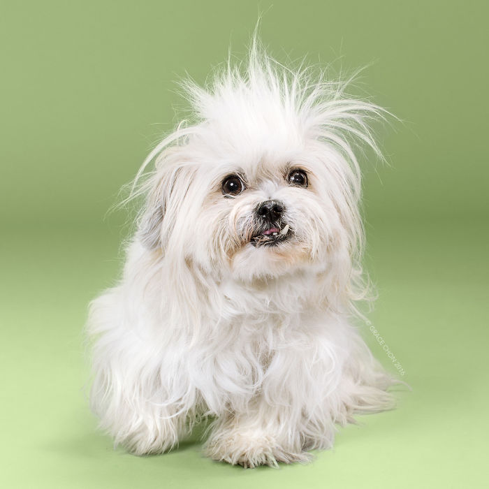 Dogs Before And After Their Haircuts (16 Pics) Dogs Before And After Their Haircuts (16 Pics)