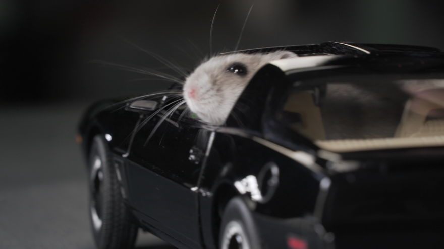 Hamster Becomes The Hoff!