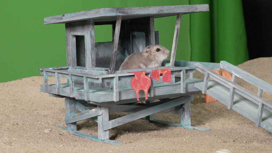 Hamster Becomes The Hoff!