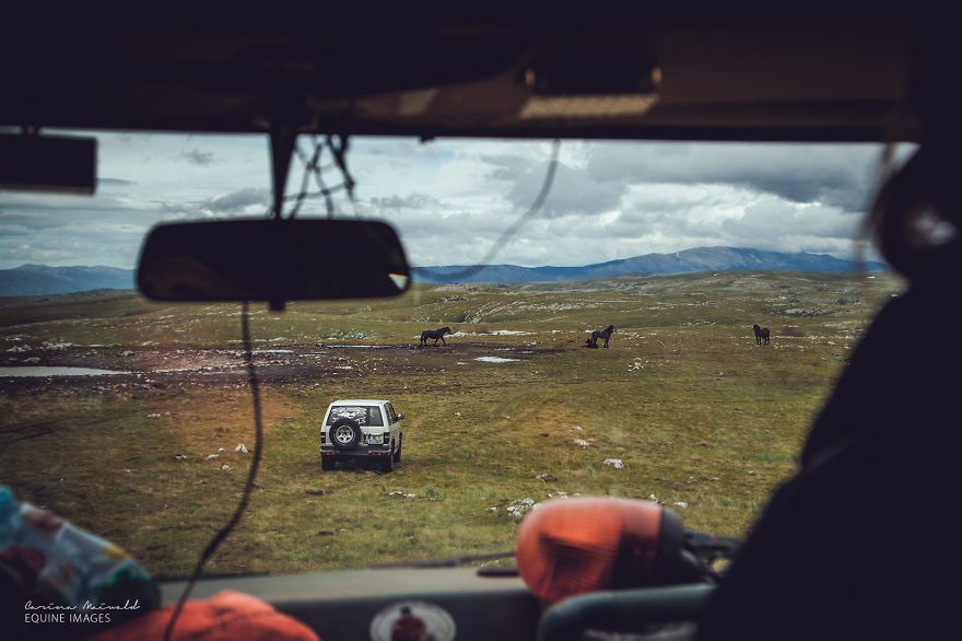 Photographing Wild Horses Has Left Me In Peace