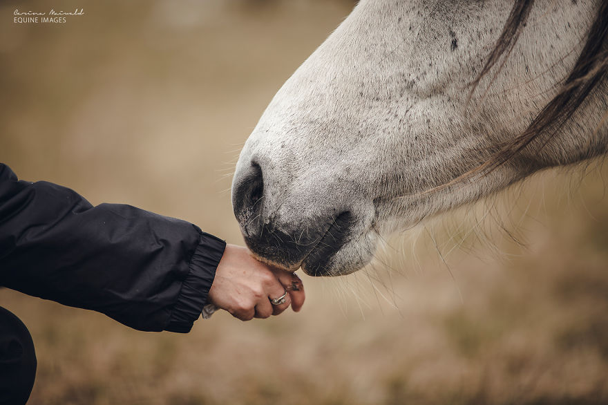 Photographing Wild Horses Has Left Me In Peace
