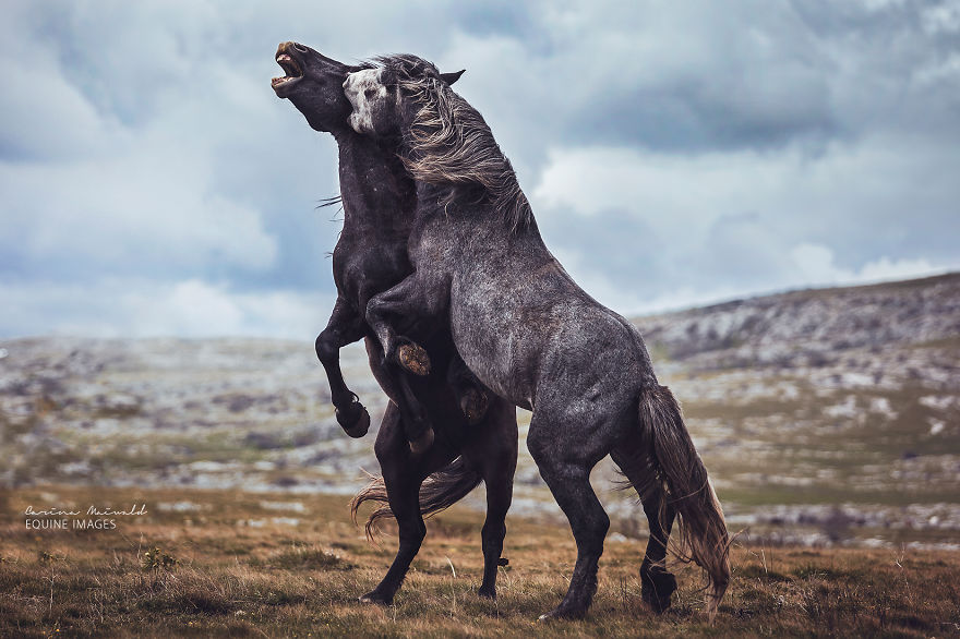 Photographing Wild Horses Has Left Me In Peace