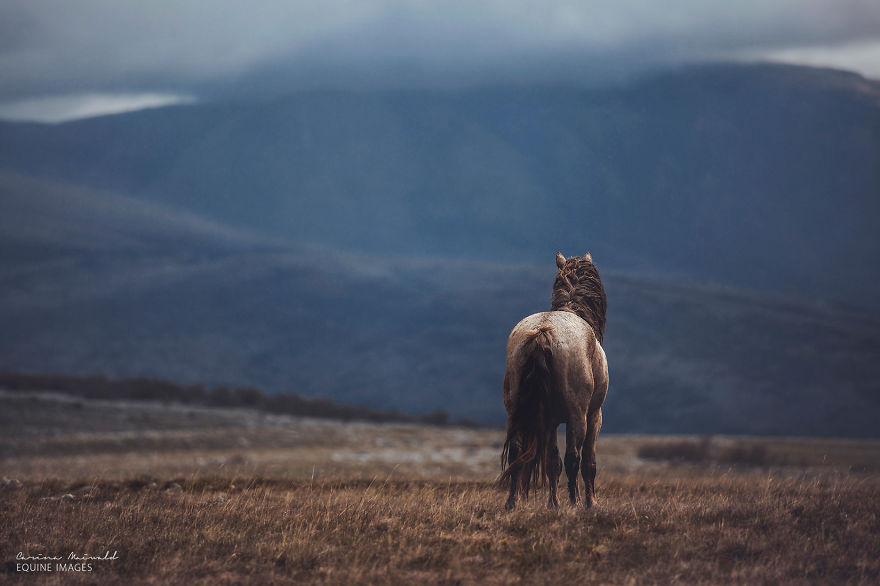 Photographing Wild Horses Has Left Me In Peace