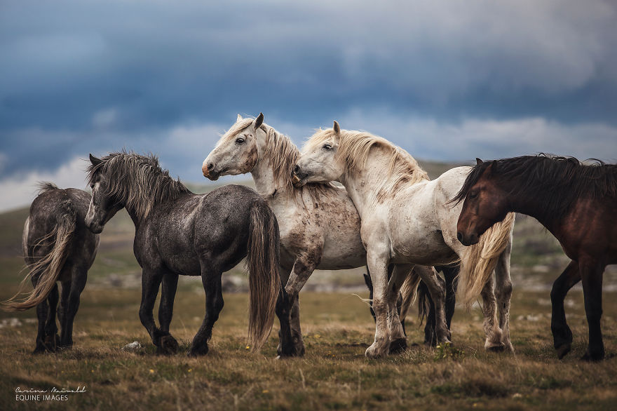 Photographing Wild Horses Has Left Me In Peace