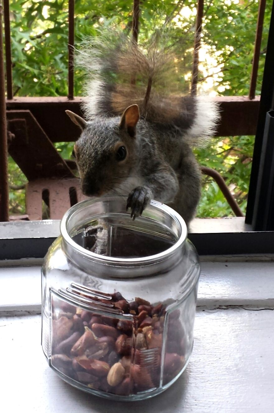 This Squirrel Showed Up On My Fire Escape And She Wasn't Alone This Squirrel Showed Up On My Fire Escape And She Wasn't Alone