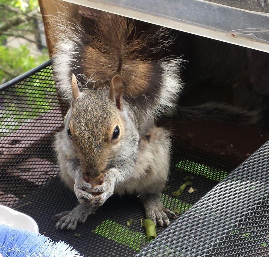 This Squirrel Showed Up On My Fire Escape And She Wasn't Alone This Squirrel Showed Up On My Fire Escape And She Wasn't Alone