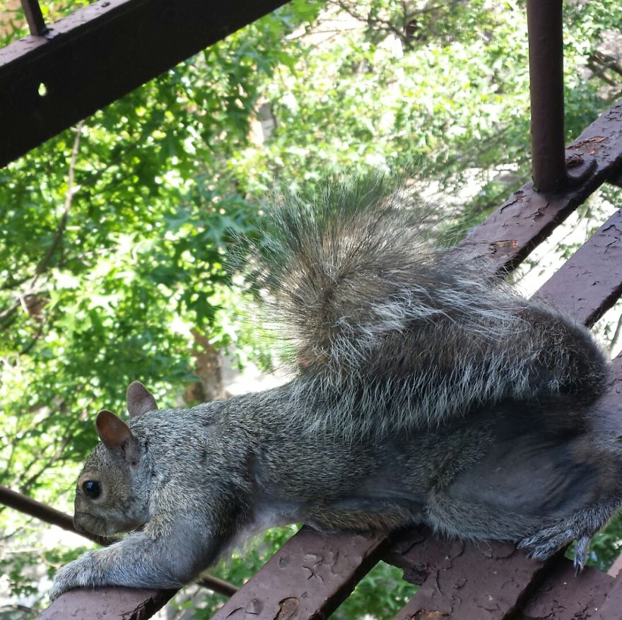 This Squirrel Showed Up On My Fire Escape And She Wasn't Alone This Squirrel Showed Up On My Fire Escape And She Wasn't Alone