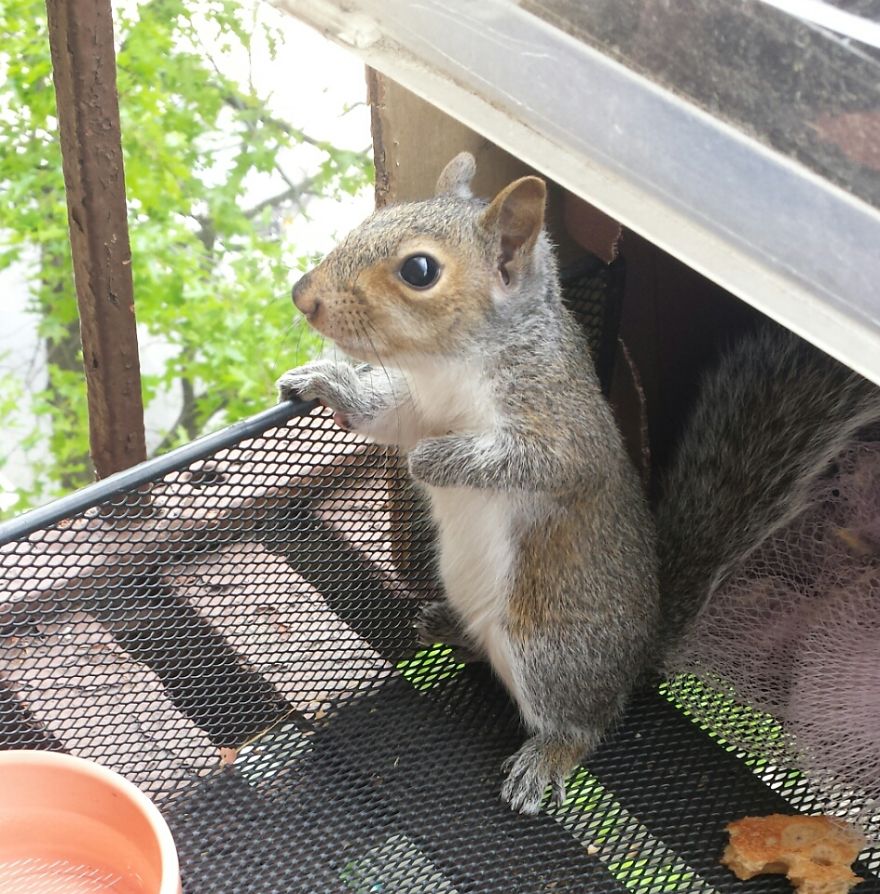 This Squirrel Showed Up On My Fire Escape And She Wasn't Alone This Squirrel Showed Up On My Fire Escape And She Wasn't Alone
