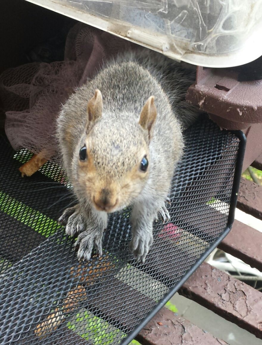 This Squirrel Showed Up On My Fire Escape And She Wasn't Alone This Squirrel Showed Up On My Fire Escape And She Wasn't Alone