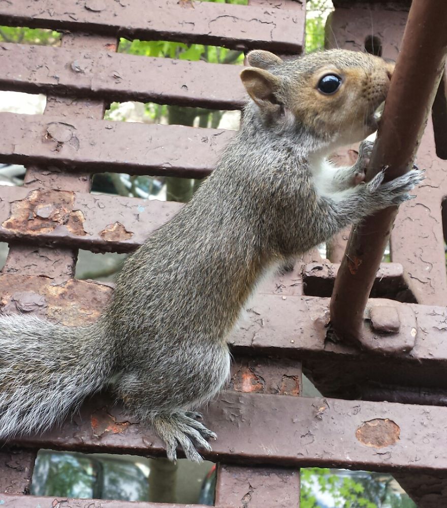 This Squirrel Showed Up On My Fire Escape And She Wasn't Alone This Squirrel Showed Up On My Fire Escape And She Wasn't Alone