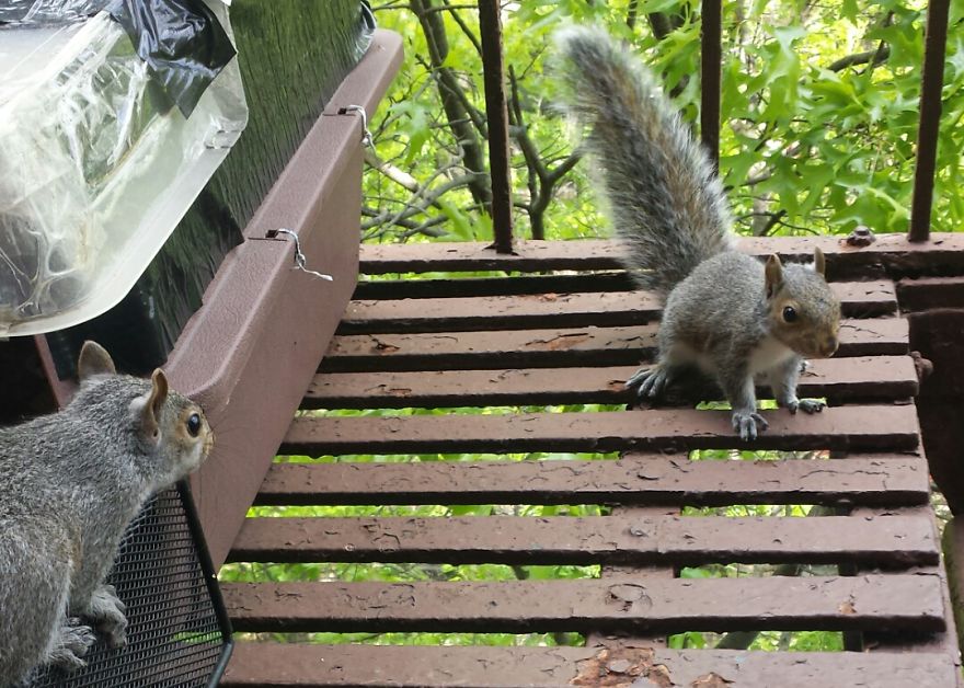 This Squirrel Showed Up On My Fire Escape And She Wasn't Alone This Squirrel Showed Up On My Fire Escape And She Wasn't Alone