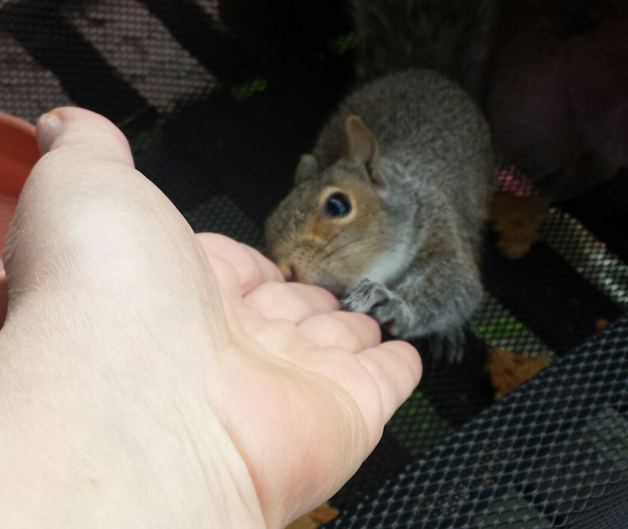 This Squirrel Showed Up On My Fire Escape And She Wasn't Alone This Squirrel Showed Up On My Fire Escape And She Wasn't Alone