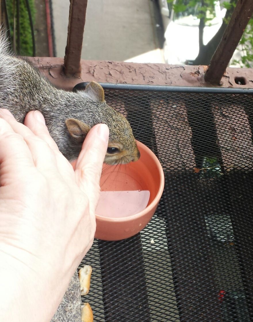 This Squirrel Showed Up On My Fire Escape And She Wasn't Alone This Squirrel Showed Up On My Fire Escape And She Wasn't Alone