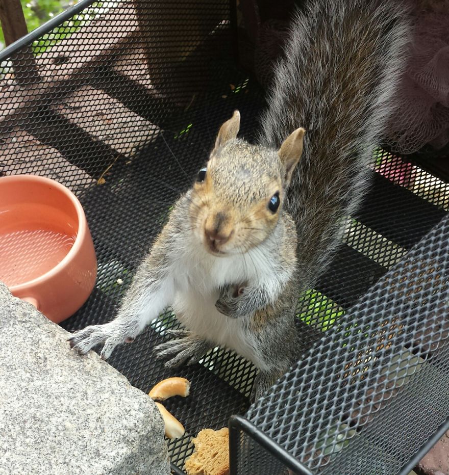 This Squirrel Showed Up On My Fire Escape And She Wasn't Alone This Squirrel Showed Up On My Fire Escape And She Wasn't Alone