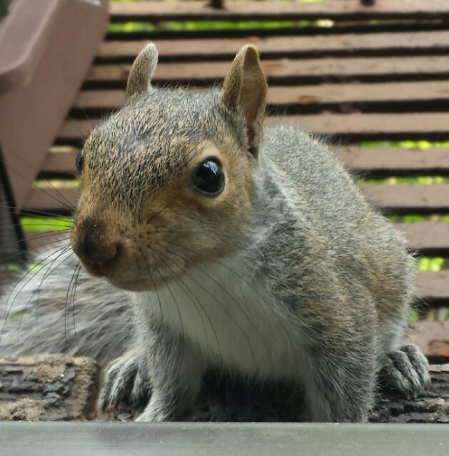 This Squirrel Showed Up On My Fire Escape And She Wasn't Alone This Squirrel Showed Up On My Fire Escape And She Wasn't Alone